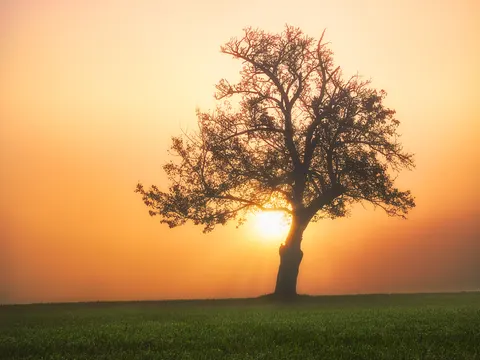 Savanna Sunset 4K Wallpaper · nature · 3840×2880