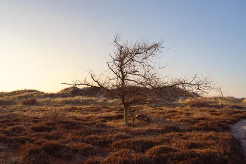 Savanna Sunset 4K Wallpaper · nature · 3840×2560