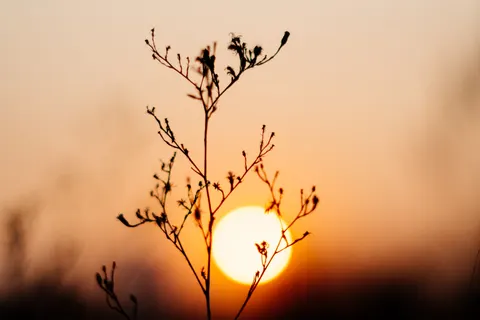 Savanna Sunset 4K Wallpaper · nature · 3840×2560