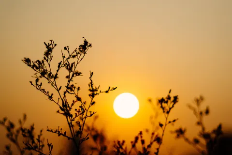Savanna Sunset 4K Wallpaper · nature · 3840×2560