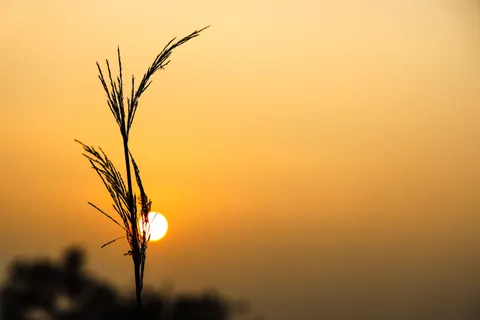 Savanna Sunset 4K Wallpaper · nature · 3840×2560