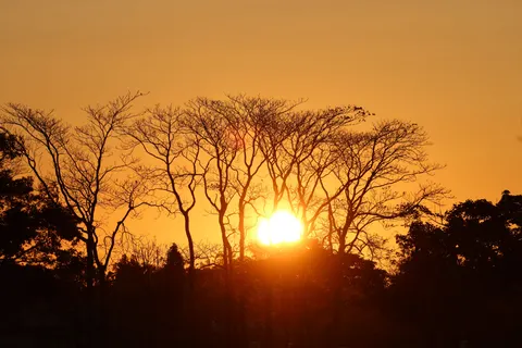 Savanna Sunset 4K Wallpaper · nature · 3840×2561