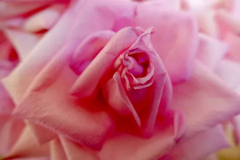 Rose 4K Wallpaper · flowers · 3840×2560