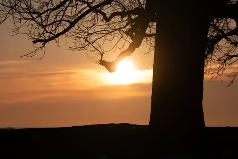 Savanna Sunset 4K Wallpaper · nature · 3840×2560