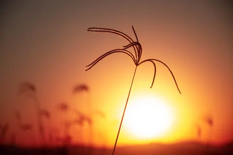 Savanna Sunset 4K Wallpaper · nature · 3840×2560