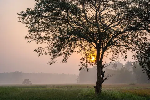 Savanna Sunset 4K Wallpaper · nature · 3840×2560
