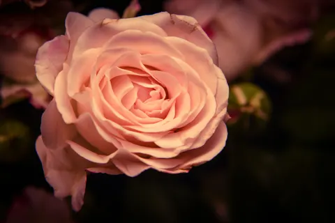 गुलाब 4K वॉलपेपर · flowers · 3840×2560