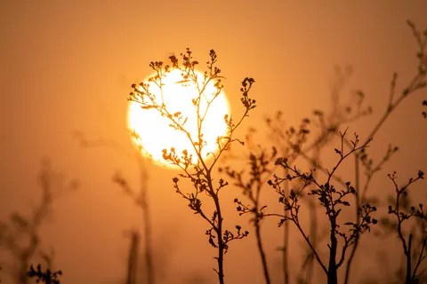 Savanna Sunset 4K Wallpaper · nature · 3840×2560