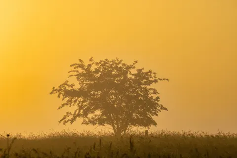 Savanna Sunset 4K Wallpaper · nature · 3840×2560