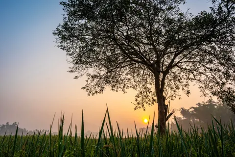Savanna Sunset 4K Wallpaper · nature · 3840×2560