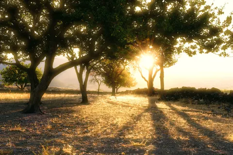 Savanna Sunset 4K Wallpaper · nature · 3840×2560