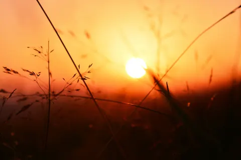 Savanna Sunset 4K Wallpaper · nature · 3840×2560