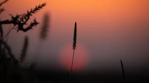 Savanna Sunset 4K Wallpaper · nature · 3840×2160