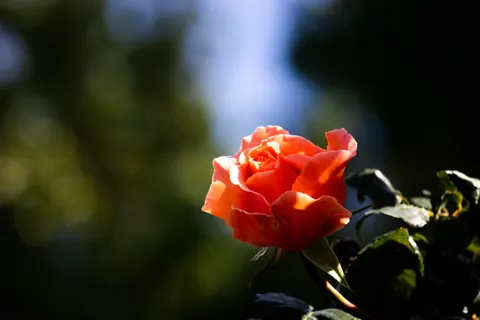 Roos 4K-achtergrond · flowers · 3840×2560
