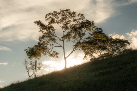 Savanna Sunset 4K Wallpaper · nature · 3840×2560