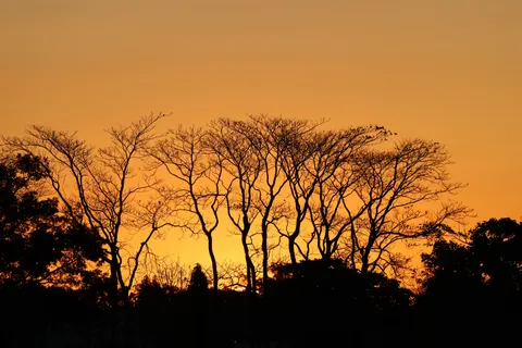 Savanna Sunset 4K Wallpaper · nature · 3840×2561