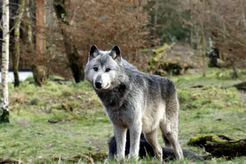 Wolf 4K Wallpaper · animals · 3840×2560