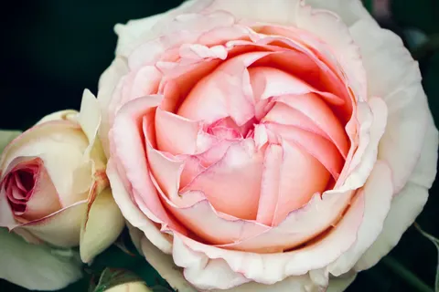गुलाब 4K वॉलपेपर · flowers · 3840×2560