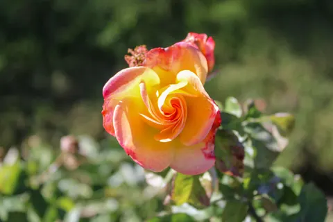 Rose 4K Wallpaper · flowers · 3840×2560
