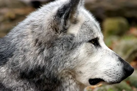 Wolf 4K Wallpaper · animals · 3840×2560