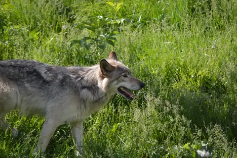 Wolf 4K Wallpaper · animals · 3840×2553