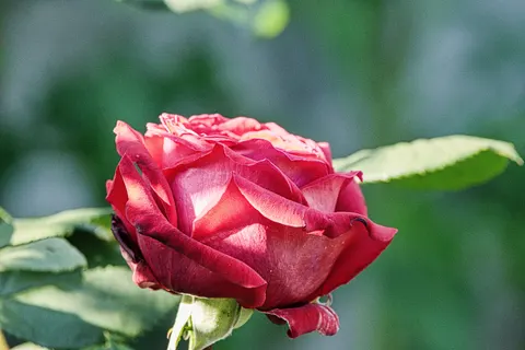 Rose 4K Wallpaper · flowers · 3840×2560