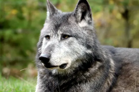 Wolf 4K Wallpaper · animals · 3840×2560