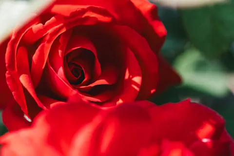 Fondo de pantalla Rosa 4K · flowers · 3840×2563