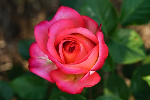 Wallpaper Bunga Mawar 4K · flowers · 3840×2560