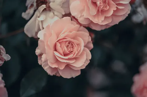Rose 4K Wallpaper · flowers · 3840×2555