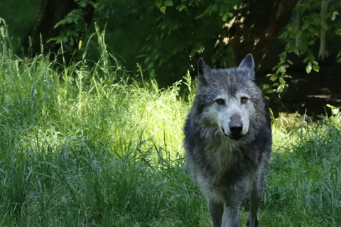 Wolf 4K Wallpaper · animals · 3840×2560