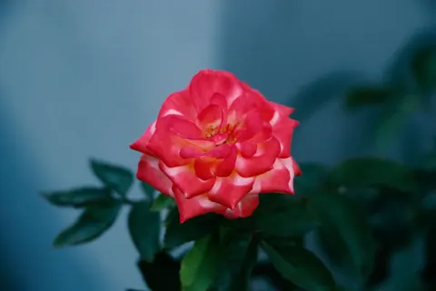 خلفية وردة بدقة 4K · flowers · 3840×2560