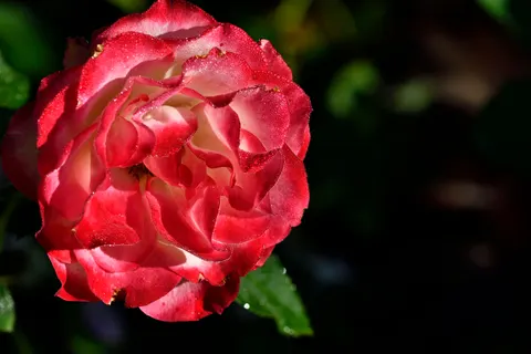 Rose 4K Wallpaper · flowers · 3840×2560