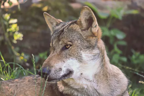 Wolf 4K Wallpaper · animals · 3840×2560