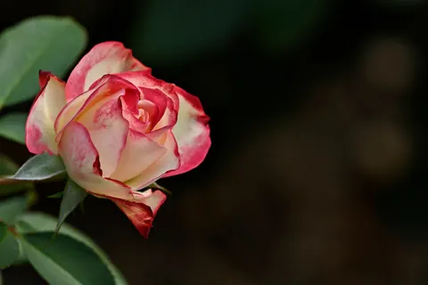 Rose 4K Wallpaper · flowers · 3840×2560