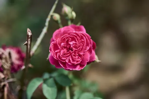 Rose 4K Wallpaper · flowers · 3840×2563