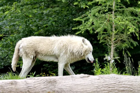 भेड़िया 4K वॉलपेपर · animals · 3840×2560