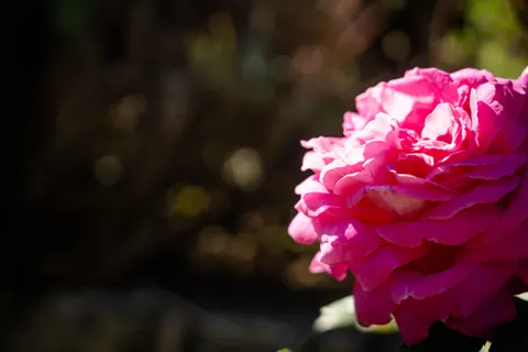 Rose 4K Wallpaper · flowers · 3840×2560
