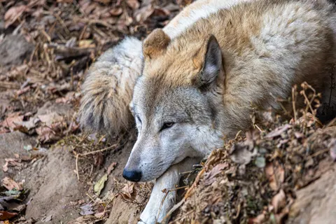 Wolf 4K Wallpaper · animals · 3840×2560