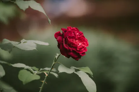 Hình nền Hoa Hồng 4K · flowers · 3840×2555