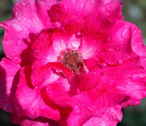 Wallpaper Bunga Mawar 4K · flowers · 3840×3317