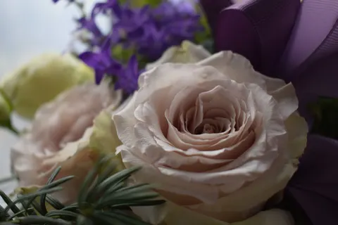 玫瑰 4K壁纸 · flowers · 3840×2560
