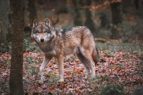 भेड़िया 4K वॉलपेपर · animals · 3840×2560