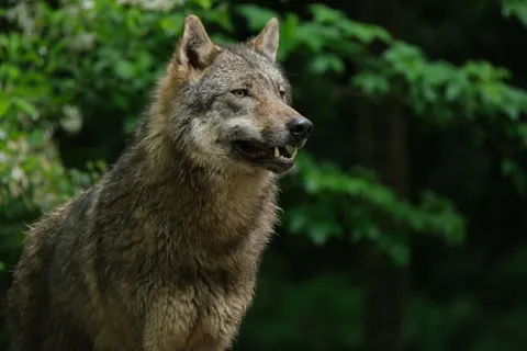 भेड़िया 4K वॉलपेपर · animals · 3840×2560