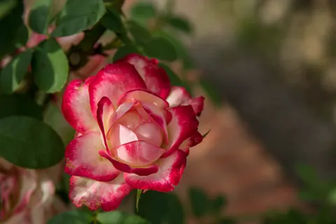 장미 4K 배경화면 · flowers · 3840×2560