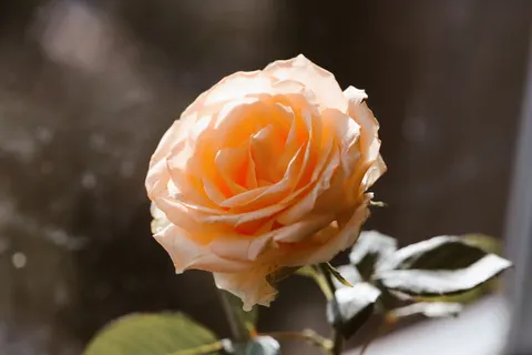Обои Роза 4K · flowers · 3840×2560