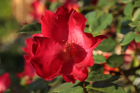 خلفية وردة بدقة 4K · flowers · 3840×2560