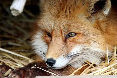 Fox 4K Wallpaper · animals · 3840×2560