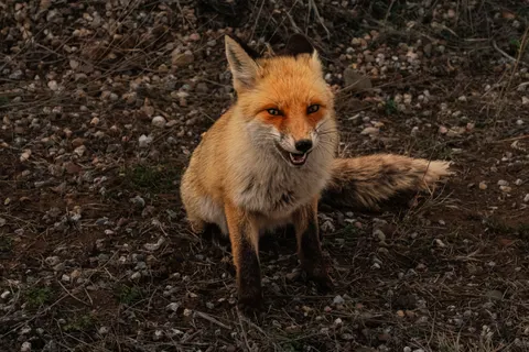 Fox 4K Wallpaper · animals · 3840×2560
