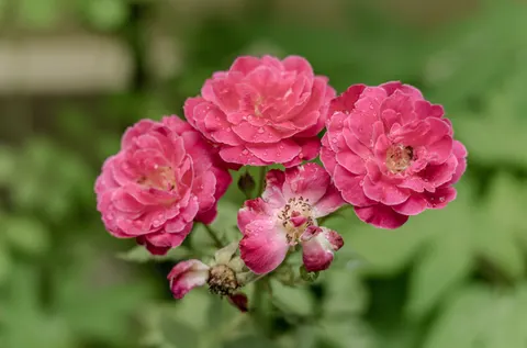 Rose 4K Wallpaper · flowers · 3840×2536